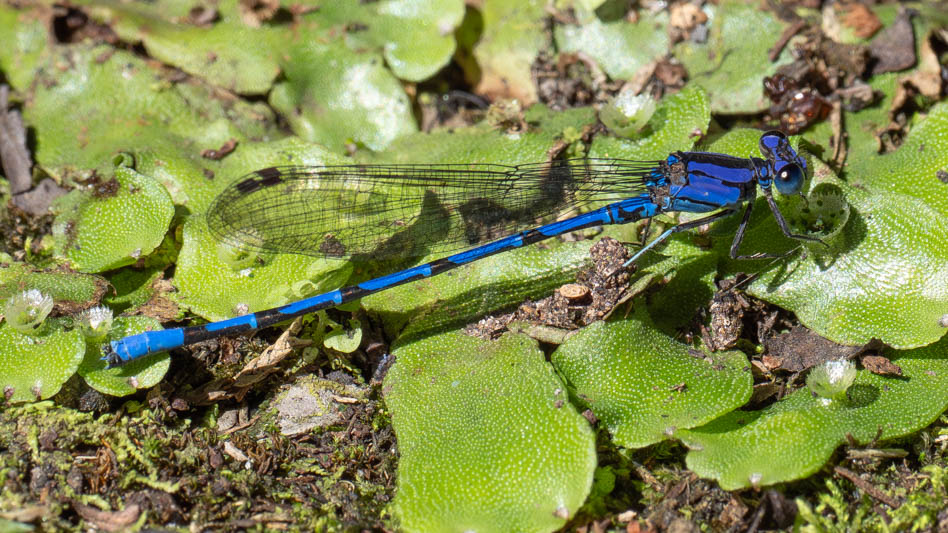 Argia elongata (Thorn-tipped Dancer).jpg